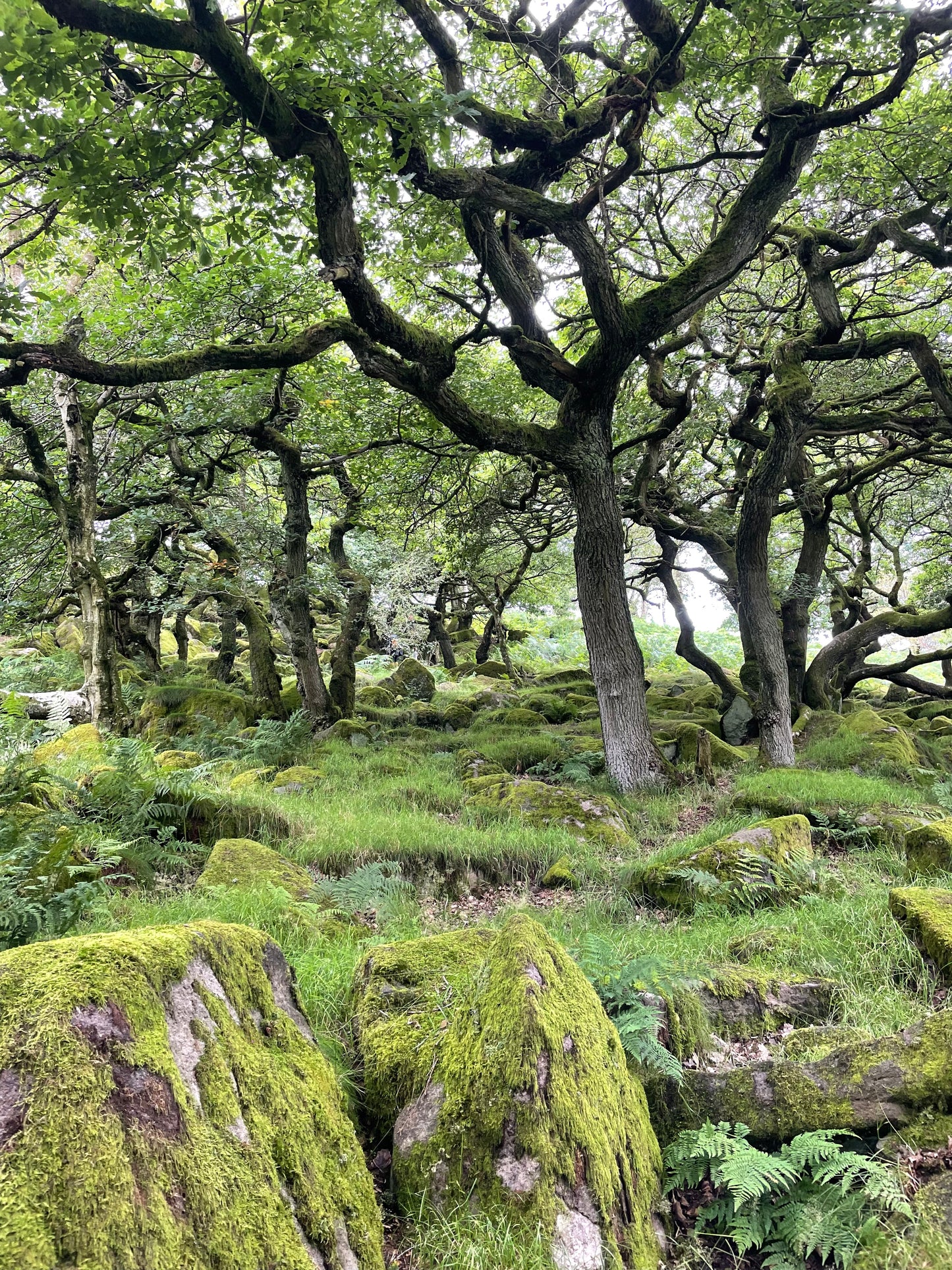 Padley Gorge 5 mile Circular with Cafe stop. Sunday 18th May