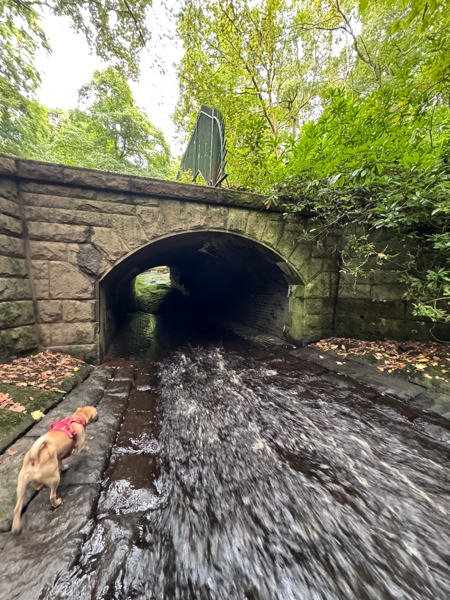 Padley Gorge 5 mile Circular with Cafe stop. Sunday 18th May