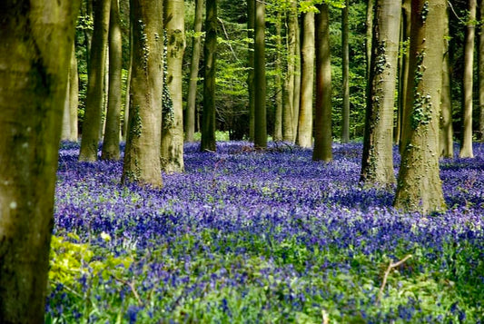 Clumber Park Bluebell ancient woods walk - Easy 4 Miles. Wednesday 16th April